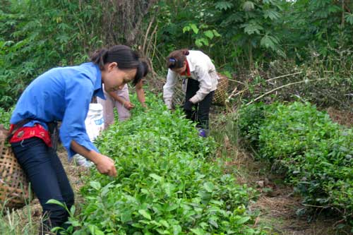 Xây dựng 5 mô hình cơ sở hạ tầng sản xuất chè an toàn
