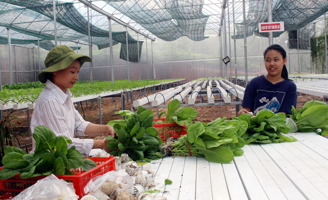 Hỗ trợ nông dân phát triển sản xuất