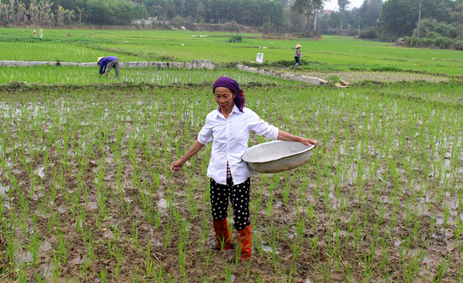 Để có vụ xuân thắng lợi