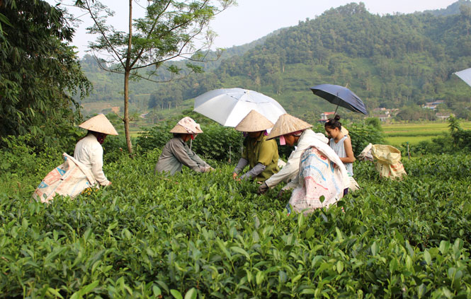 Đại Từ: Phấn đấu giá trị sản xuất nông, lâm nghiệp, thủy sản tăng 4%