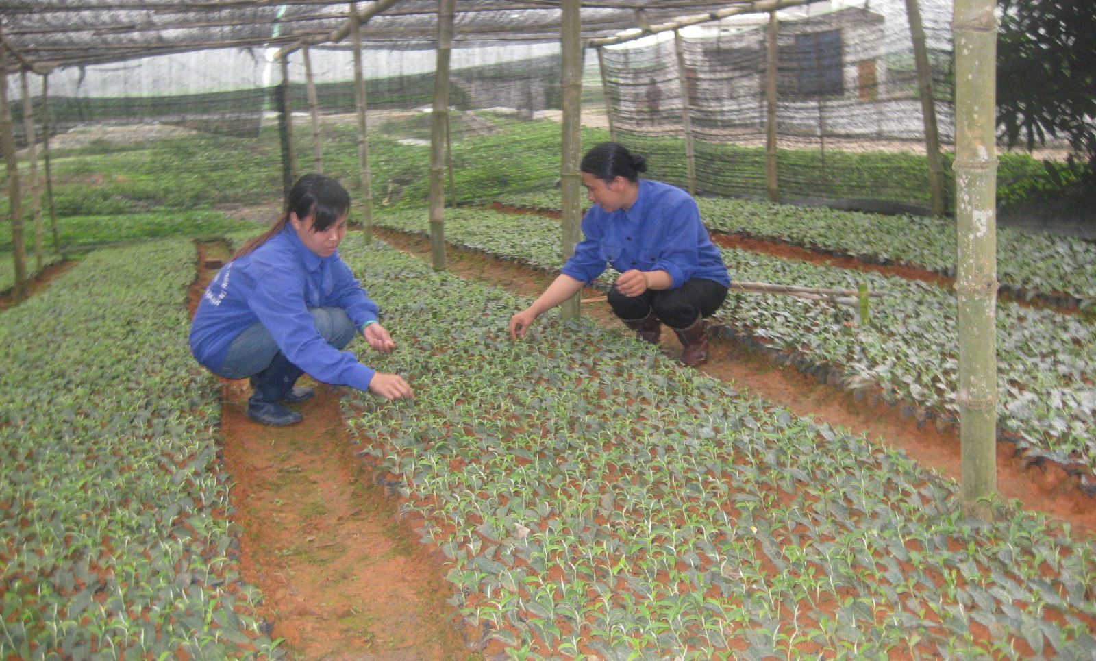 Gần 6,65 tỷ đồng hỗ trợ giá giống chè