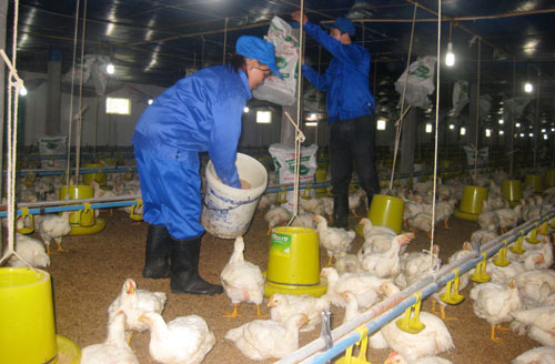 Giải pháp để nông nghiệp phát triển bền vững: Bắt đầu từ đâu để tái cơ cấu ngành Nông nghiệp (Kỳ II)