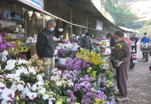 Mang sắc Xuân về nhà