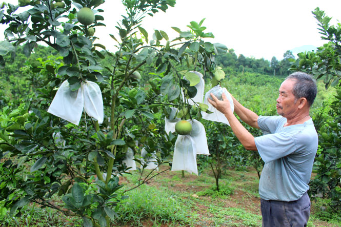 Trồng cây ăn quả trên đất đồi rừng Hướng đi mới ở Đại Từ  Báo Thái Nguyên  điện tử