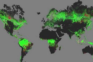 Ra mắt bản đồ thế giới đầu tiên về diện tích rừng Trái Đất