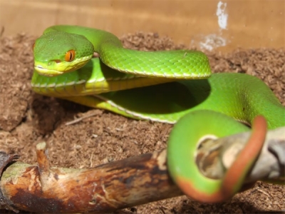  Về loài “rắn lục đuôi đỏ” xuất hiện ở xã Khánh Sơn