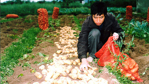 Nhân giống khoai tây bằng công nghệ khí canh