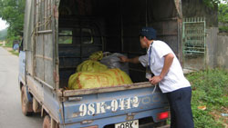 T.P Thái Nguyên: Lợn ốm, chết do bệnh dịch tả ghép tụ huyết trùng
