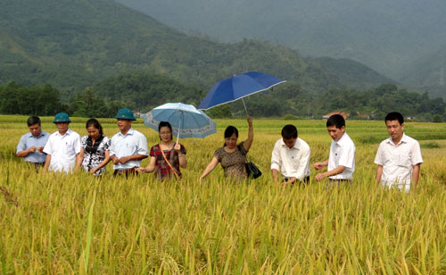 Sản xuất  giống lúa nguyên chủng