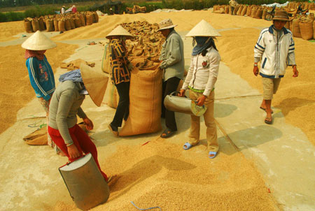 Sản lượng lúa năm 2012 của cả nước đạt 43,7 triệu tấn