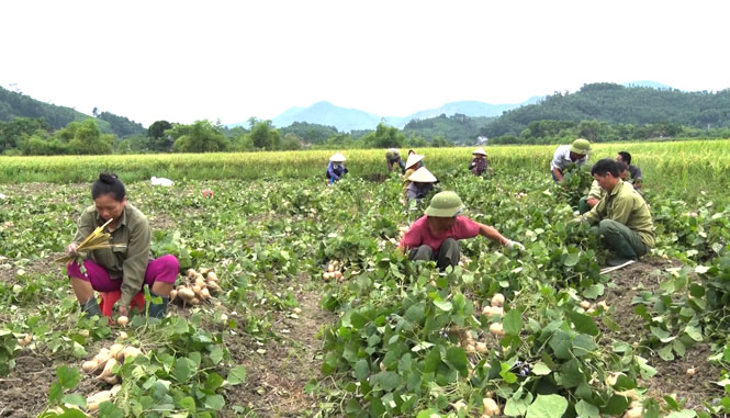 Thi đua để xây dựng quê hương