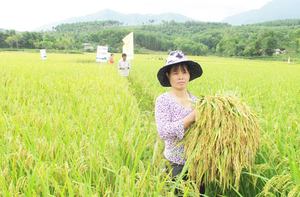 Lúa lai trên  đất Phổ Yên