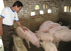 Nông dân Thị xã Sông Công sản xuất, kinh doanh giỏi