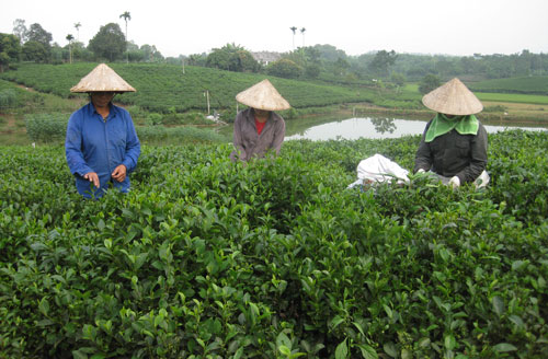 Chuyện bỏ chè trồng keo ở Sông Công