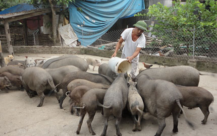 Mô hình nuôi lợn rừng giúp người DTTS thoát nghèo bền vững  Báo Dân tộc và  Phát triển