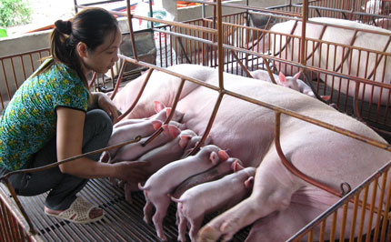 T.P Thái Nguyên: Khó khăn trong phát triển chăn nuôi