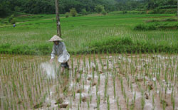 Thái Nguyên: Gần 4.000 ha lúa bị nhiễm sâu cuốn lá nhỏ