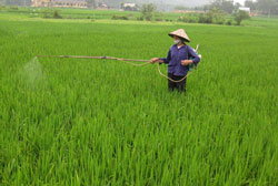 Gieo cấy thử nghiệm giống lúa lai Thiên Ưu