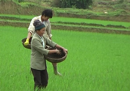 Tích cực phun thuốc trừ sâu cuốn lá