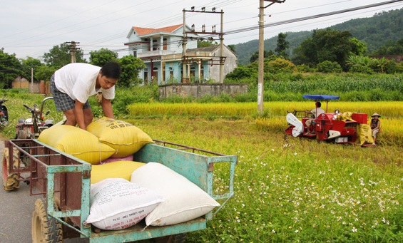 Tái cơ cấu ngành Nông nghiệp: Tăng cường liên kết “3 nhà”
