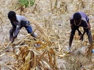 Châu Phi thiếu lương thực trầm trọng vì hạn hán