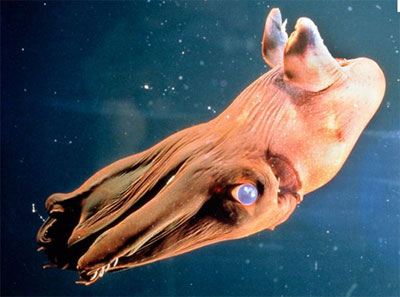 Mực ma cà rồng dọn sạch biển khơi