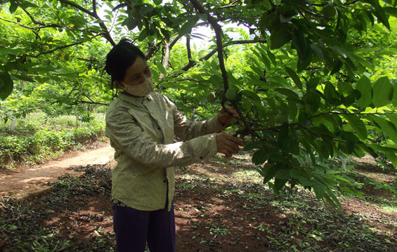 Chọn lợi thế để đầu tư phát triển nông nghiệp