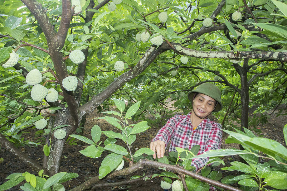 Tìm phương án tiêu thụ na trong mùa dịch
