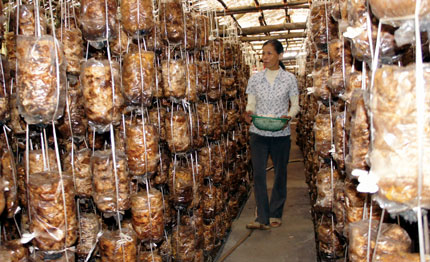 Thành công nhờ dám nghĩ, dám làm