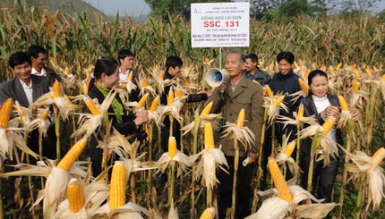 Giống ngô lai đơn SSC113 cho năng suất cao