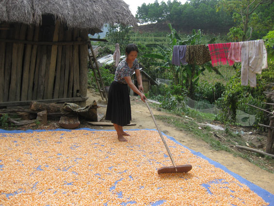 Mùa ngô mới ở Lũng Hoài