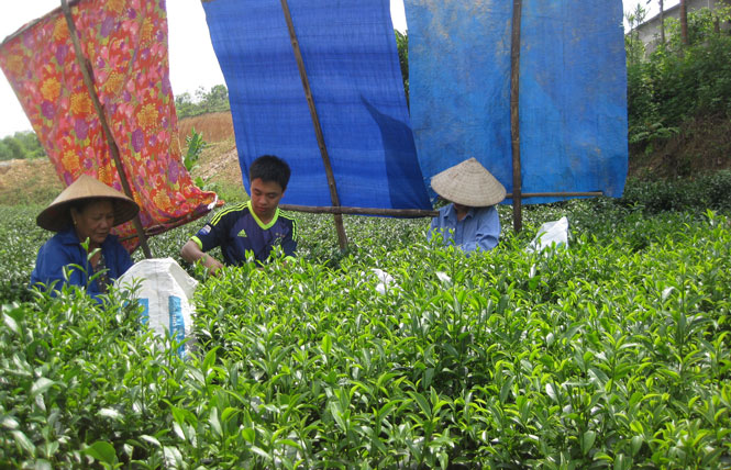 Về vùng chè Vô Tranh