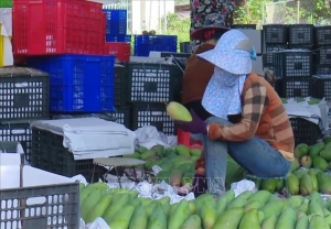 Gỡ khó tiêu thụ nông sản cho các hợp tác xã