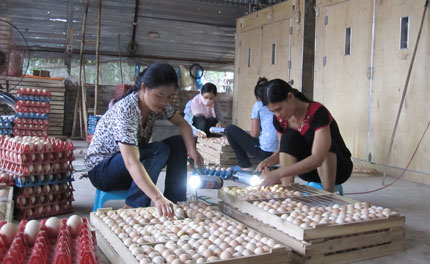 Hiệu quả trong chuyển dịch nội ngành nông nghiệp