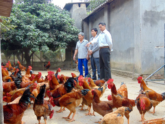 Hiệu quả ban đầu từ nuôi gà bằng men sinh học