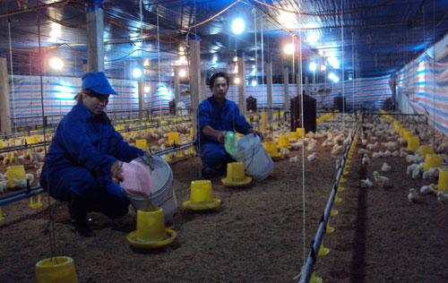 Hiệu quả chăn nuôi gà theo quy trình VietGAHP