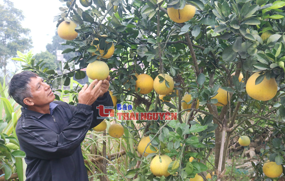 Bám ruộng làm giàu