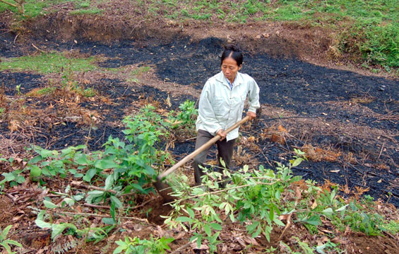 Trồng mới 300ha rừng sản xuất