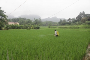 Võ Nhai: Xuất hiện sâu cuốn lá nhỏ, các loại rầy trên lúa