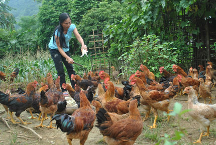 Mô hình chăn nuôi gà an toàn sinh học hiệu quả