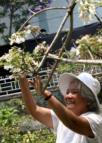 Cây phượng trắng duy nhất ở Việt Nam được nhân giống