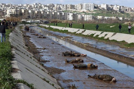 Syria: 65 thi thể bị hành quyết nổi trên sông