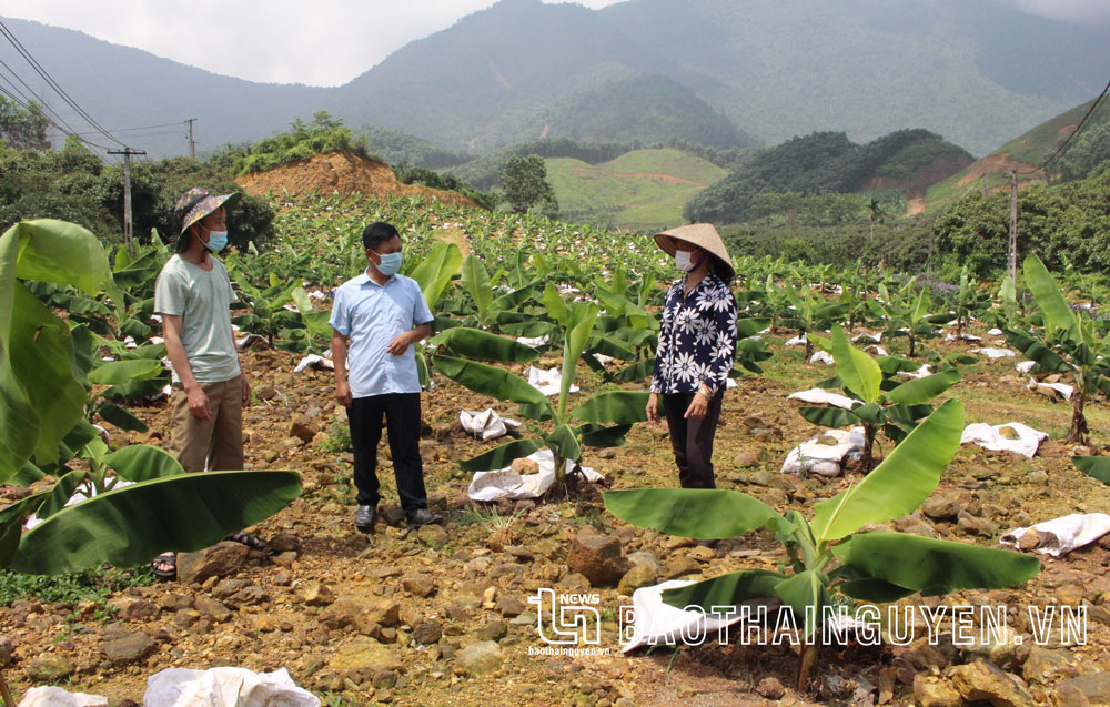 Sau khi nhập xã Quân chu vào thị trấn Quân Chu sẽ tạo ra các vùng trồng cây ăn quả tập trung, quy mô lớn - vốn là thế mạnh của 2 địa phương này.