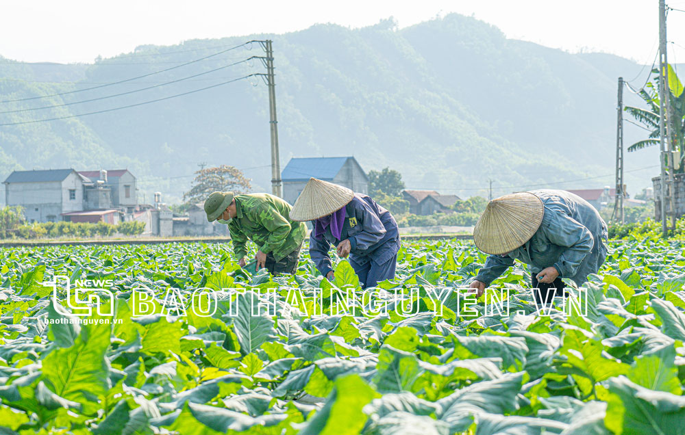 Nông dân vùng cao trồng rau an toàn trên lưng núi - Báo Thái Nguyên điện tử
