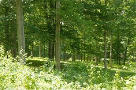 Cần khoảng 1.740 tỷ đầu tư cho bảo vệ và phát triển rừng