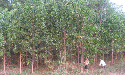 Nhiều chuyển biến trong công tác quản lý, bảo vệ rừng