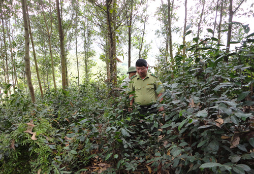 Chủ động phòng cháy, chữa cháy rừng