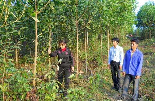 Phát triển kinh tế rừng ở Tân Thành