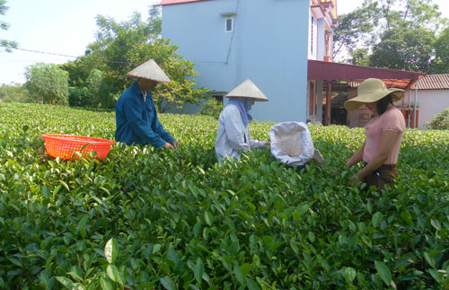 Tổng doanh thu của các HTX tăng 11,7%