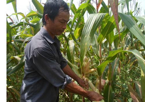 Mất mùa ngô, nông dân thất thu